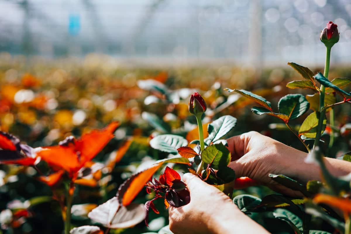 10 Dutch Rose Farming Success Stories