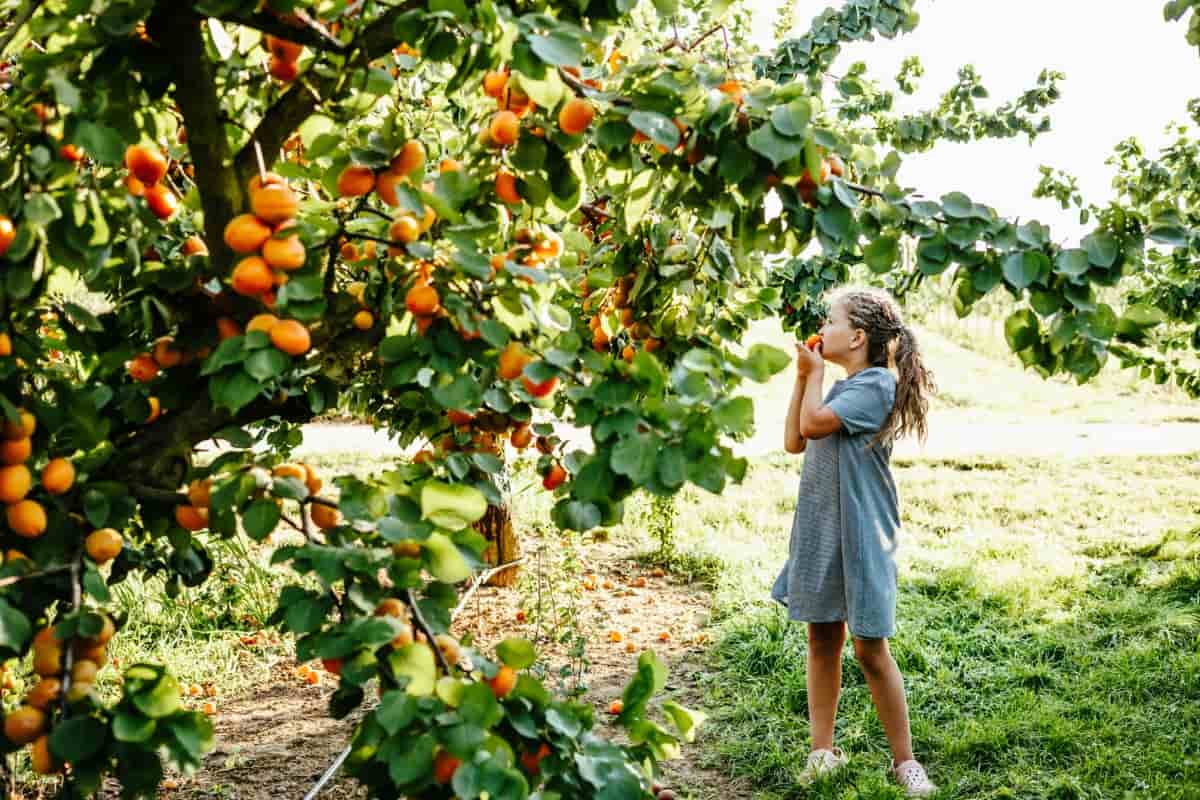 Apricot Farming Business Plan
