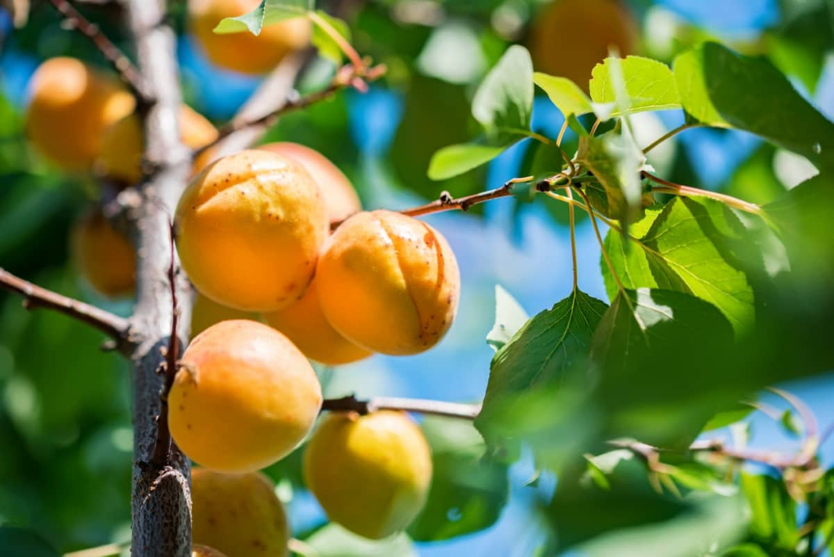 Fresh Ripe Apricots on Tree Branch