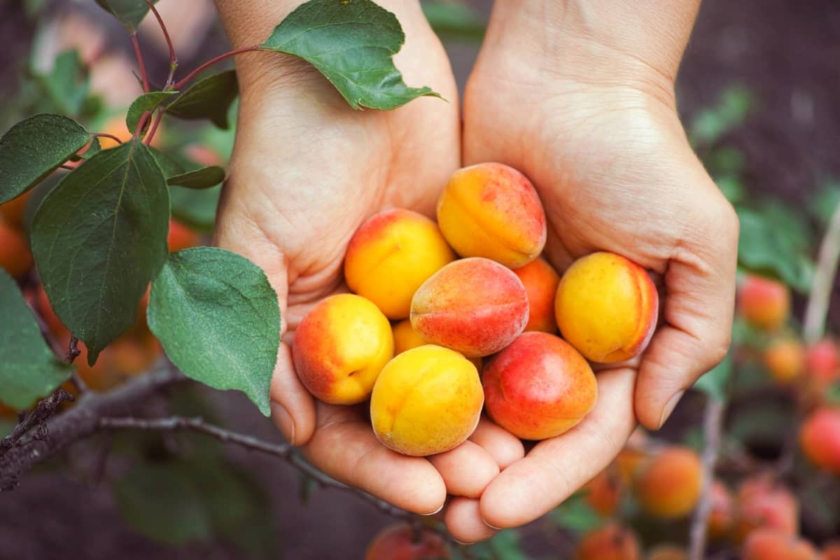 Apricot Farming in Greenhouse