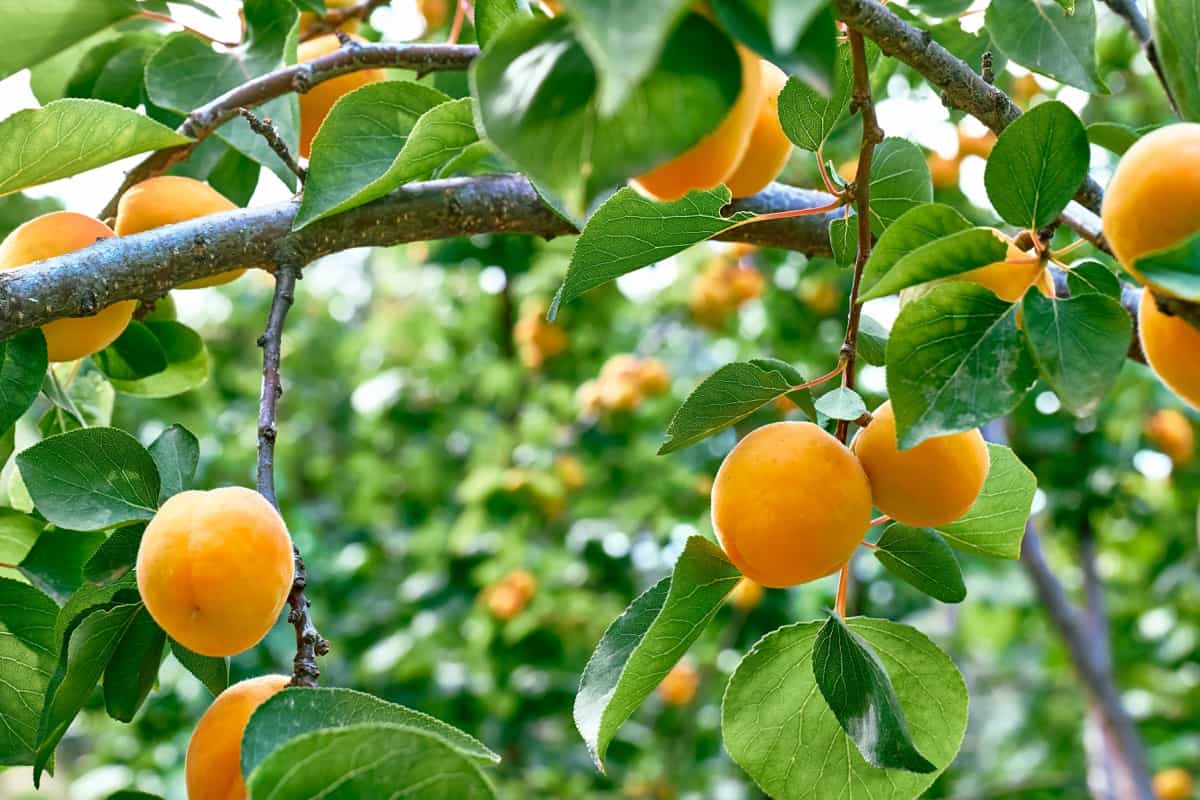 Essential Apricot Tree Care Practices