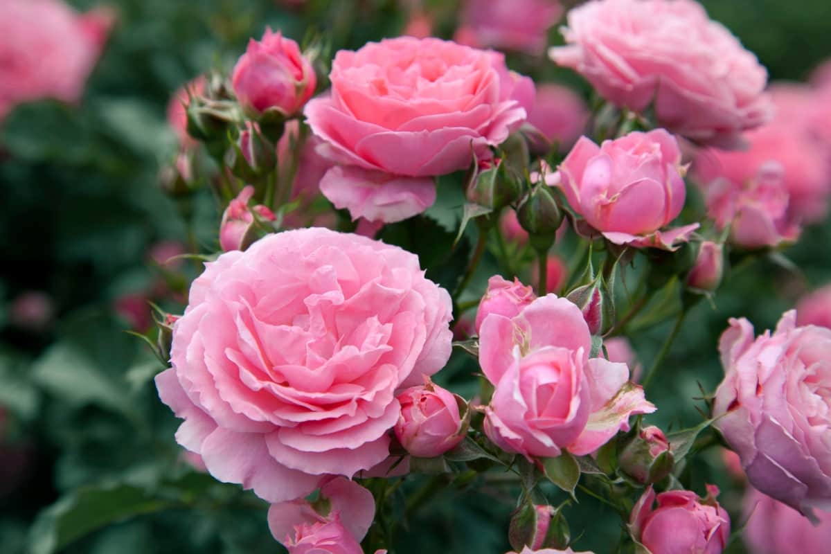 Beautiful Rose Flowers Bush