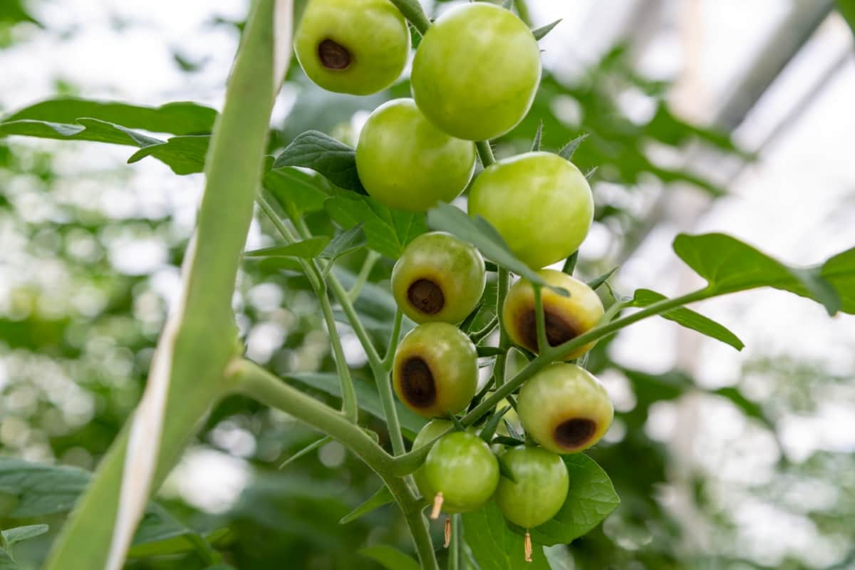 Young Tomato Fruits Affected by Blossom End Rot