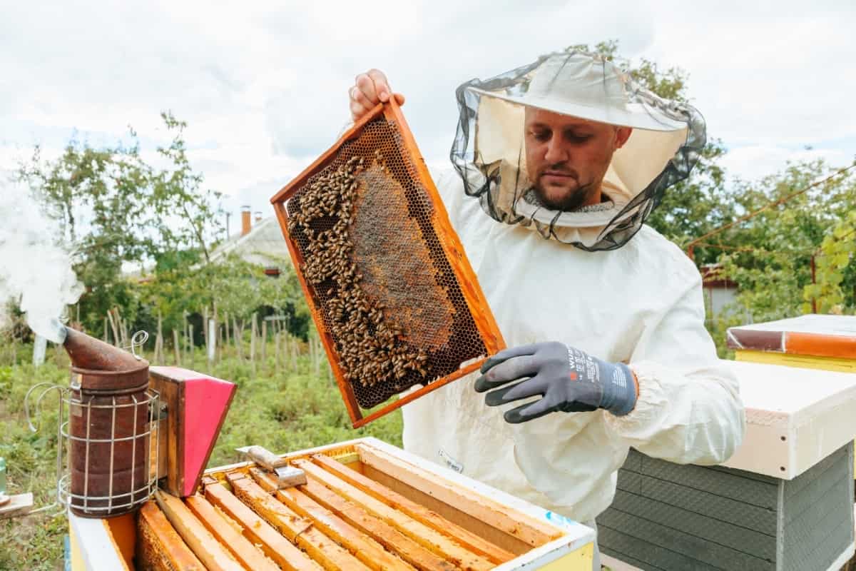 Beekeeping Project Report