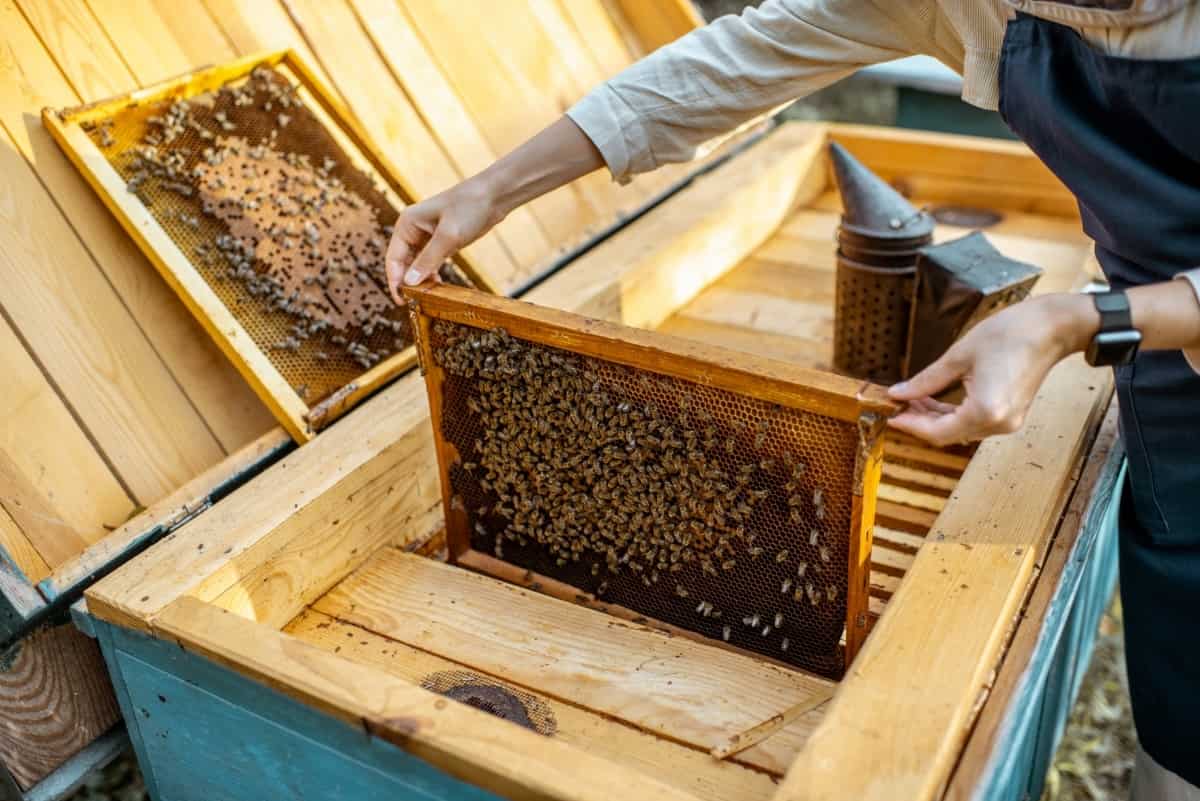 Beekeepers Working with Honeycombs