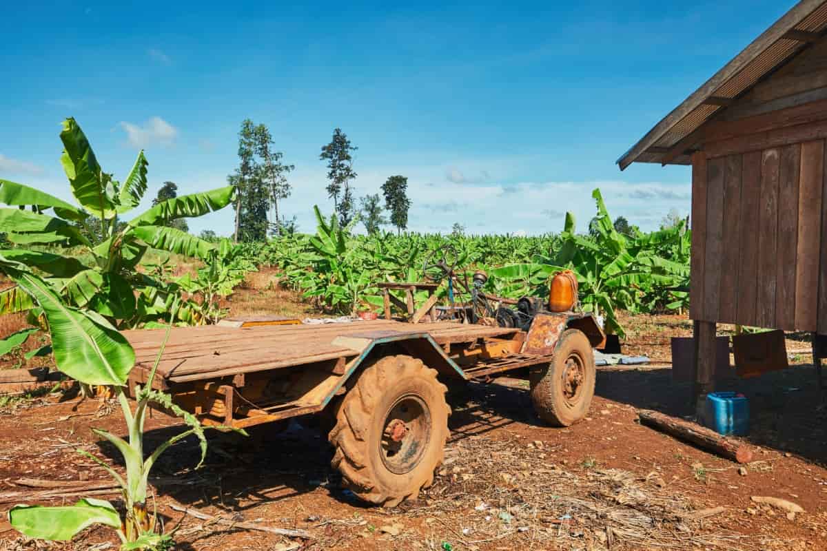 Truck in The Banana Plantation