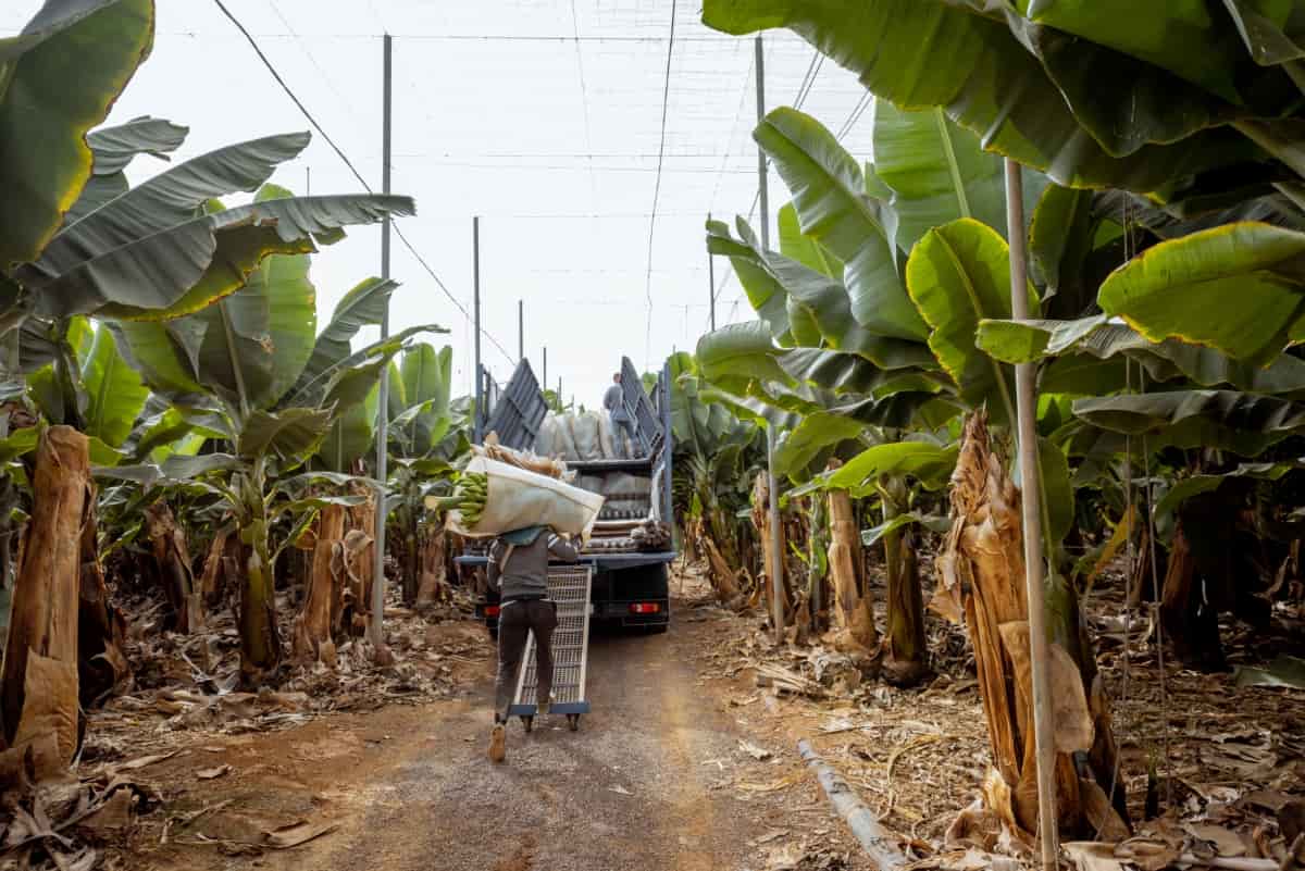 Harvesting on The Banana Plantation
