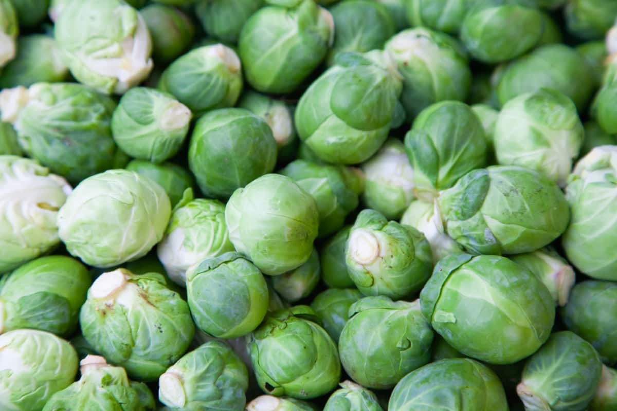 Best Practices to Increase Brussels Sprouts Yield