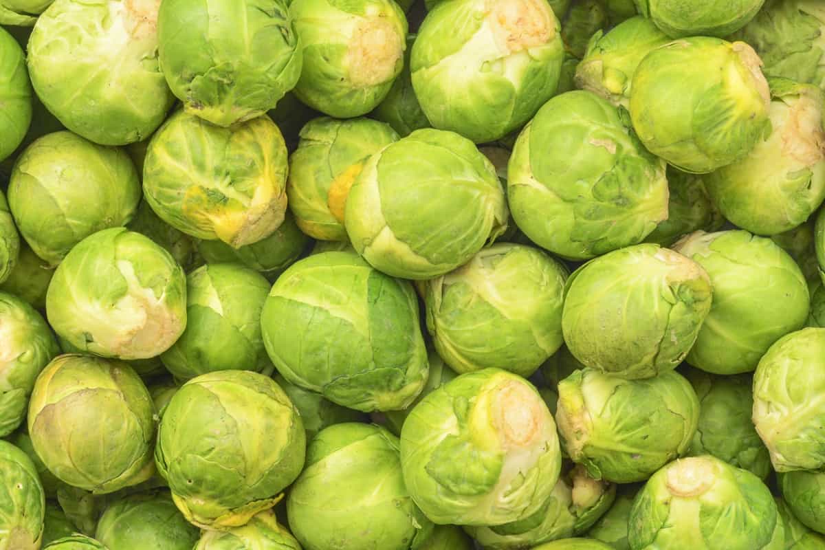 Brussels Sprouts Harvest