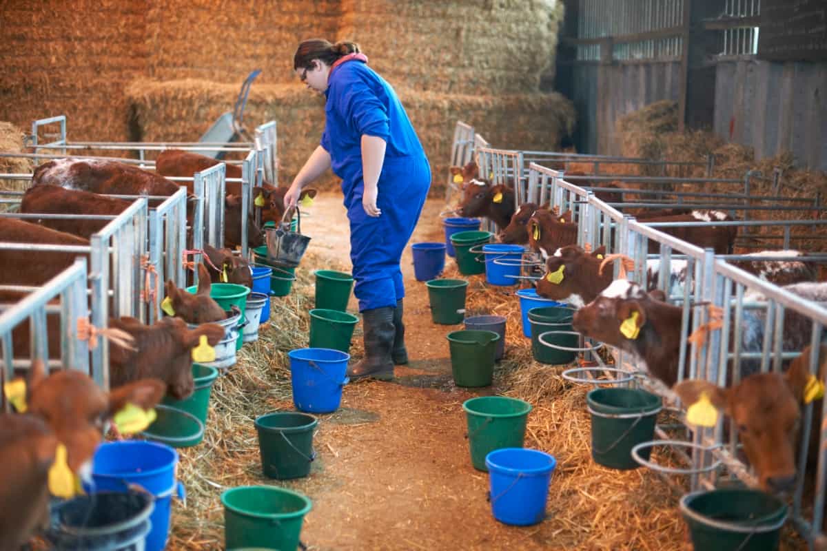 Farm Worker Feeding Calves in Cattle Shed