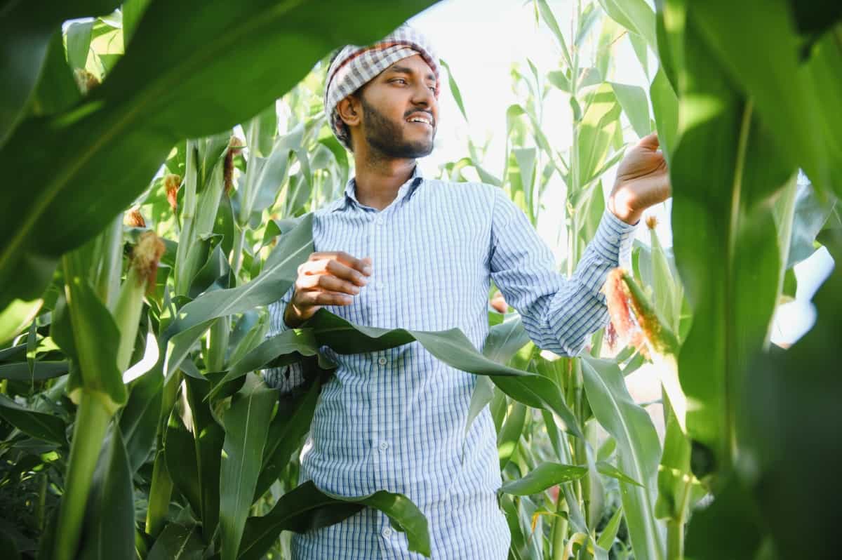 Agronomist at Corn Field