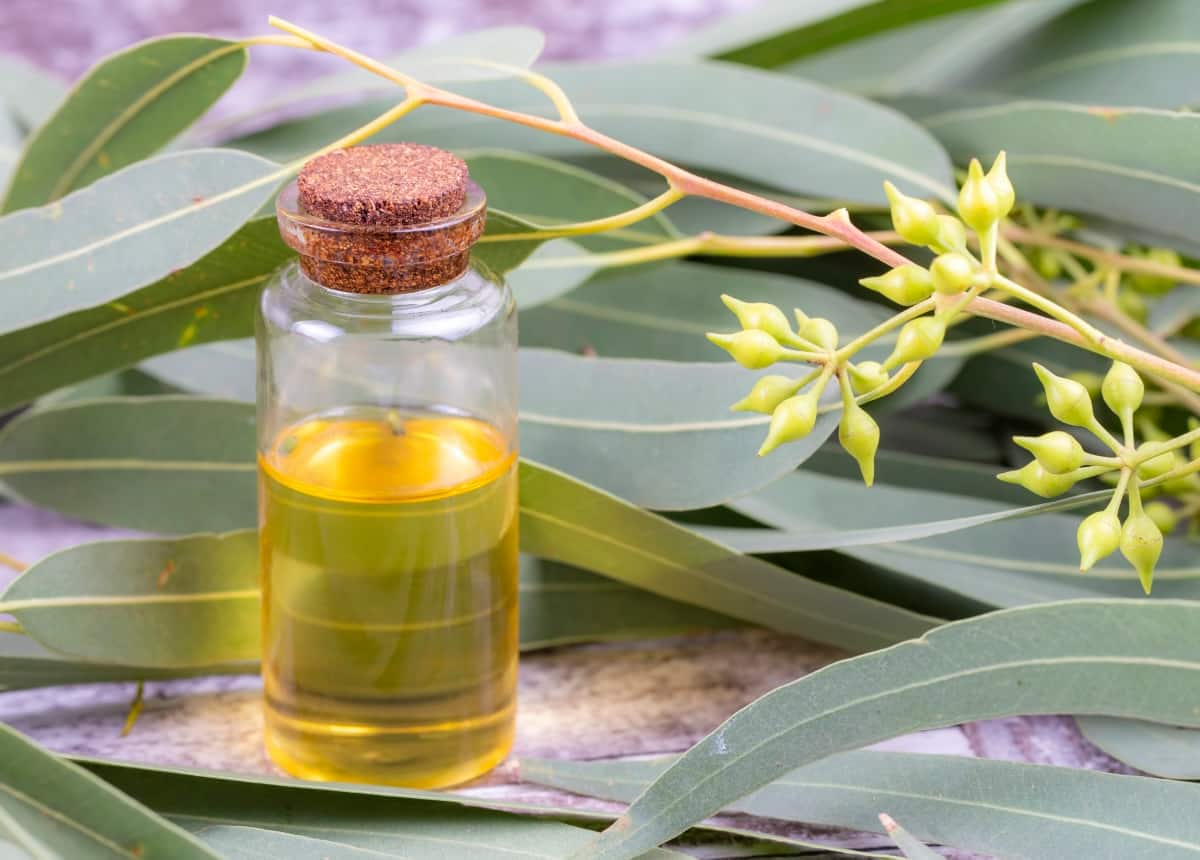 DIY Eucalyptus Oil Spray for Houseplant Pests