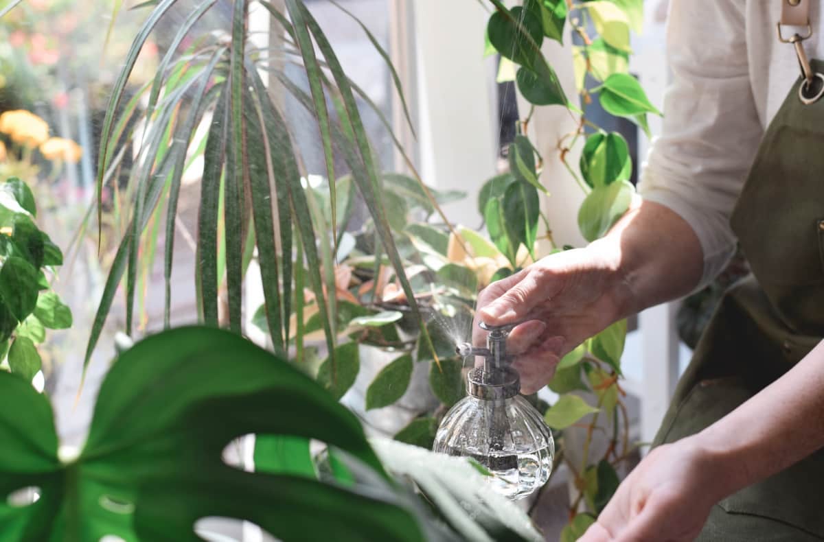 Spraying Houseplants with Water