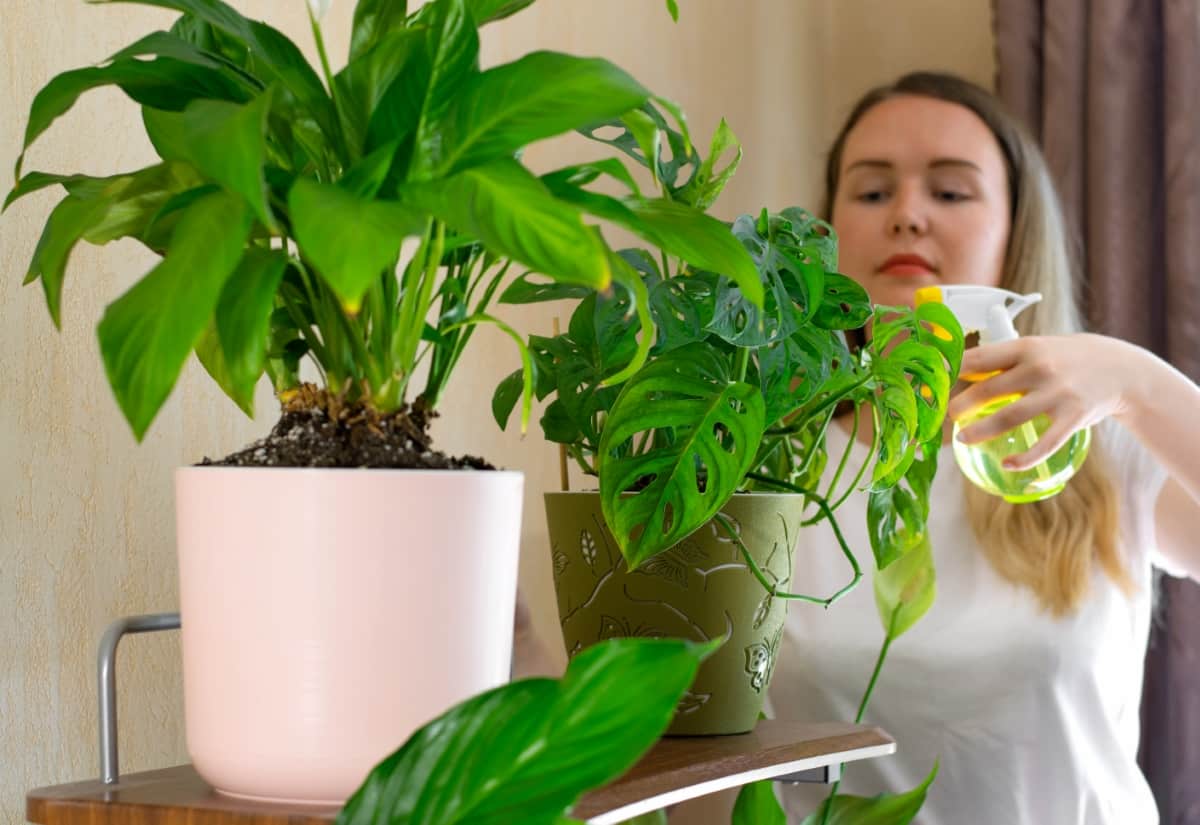 Taking Care of Houseplants