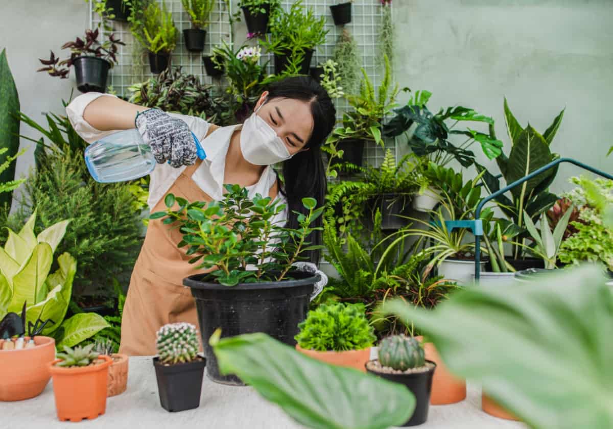 Taking Care of Houseplant