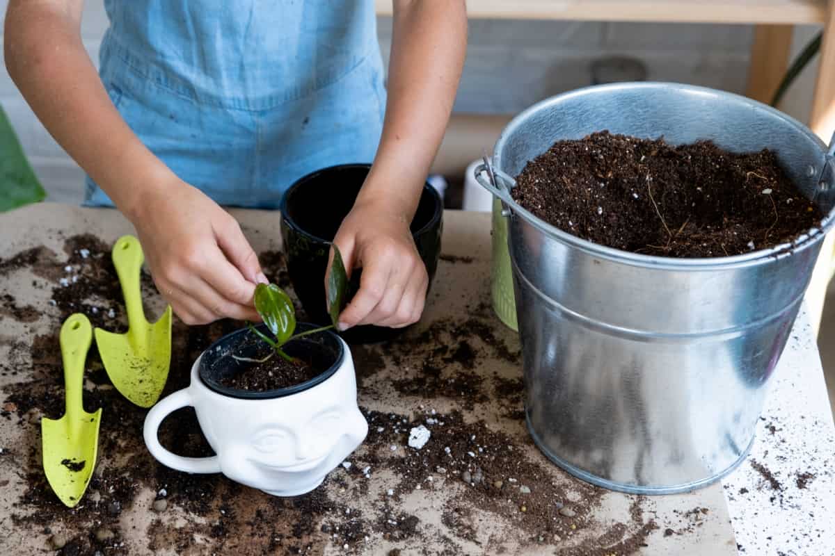Transplanting a Potted Houseplant Philodendron Into a New Soil 