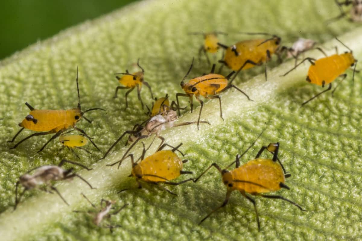 Different Types of Aphids