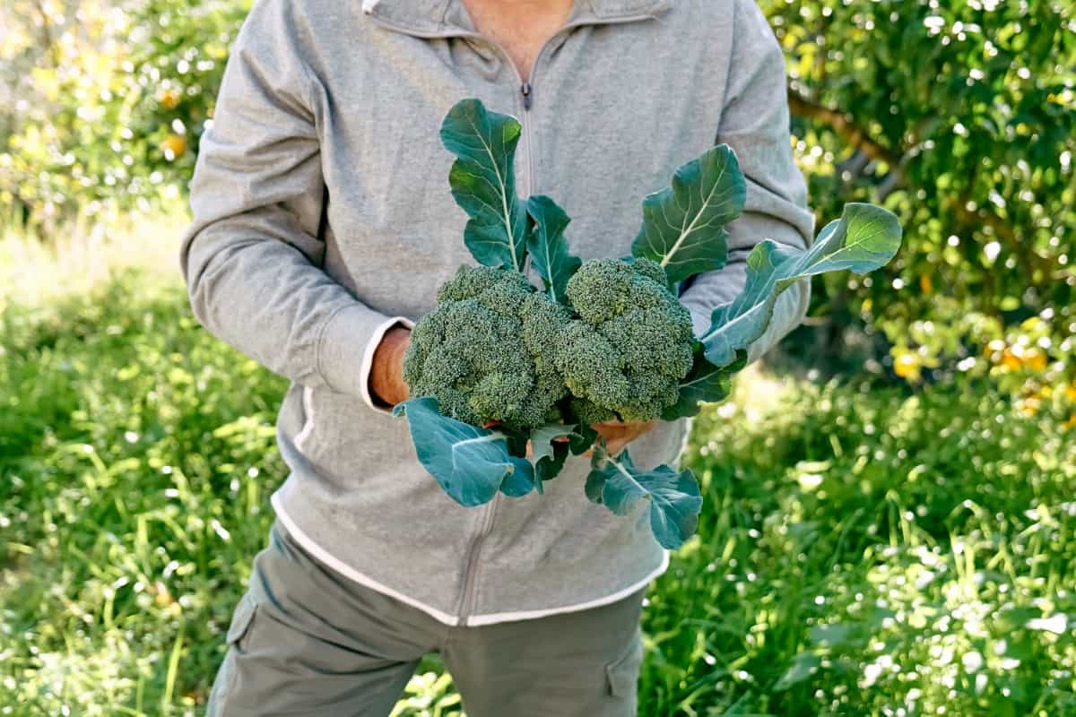 Different Varieties of Broccoli