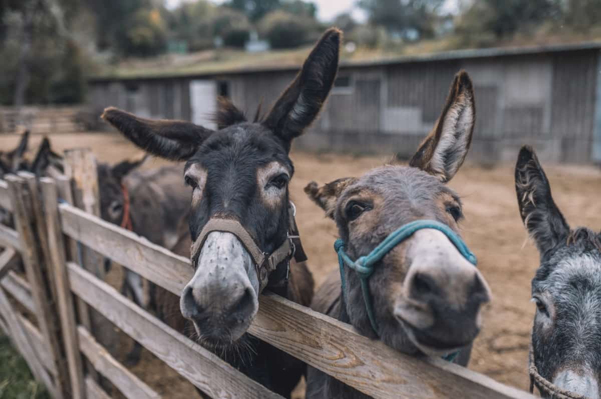 Donkeys in The Cattle-Pen at The Organic Farm