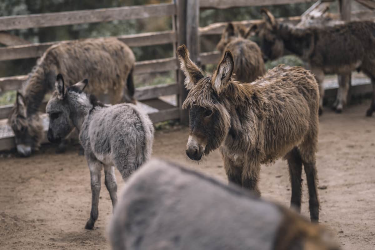 Donkeys at The Cattle Farm