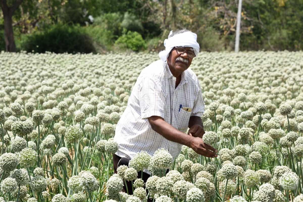 farmer in onion fiel