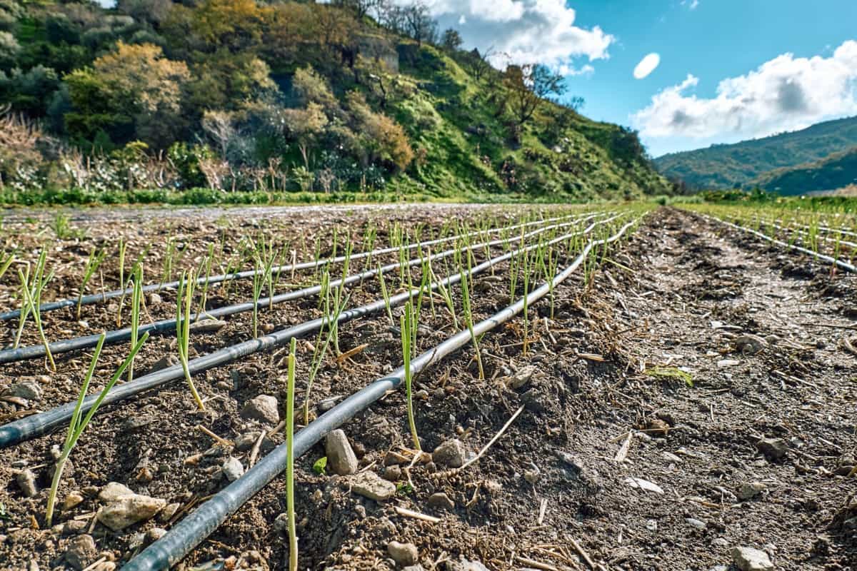 Onion field irrigation system