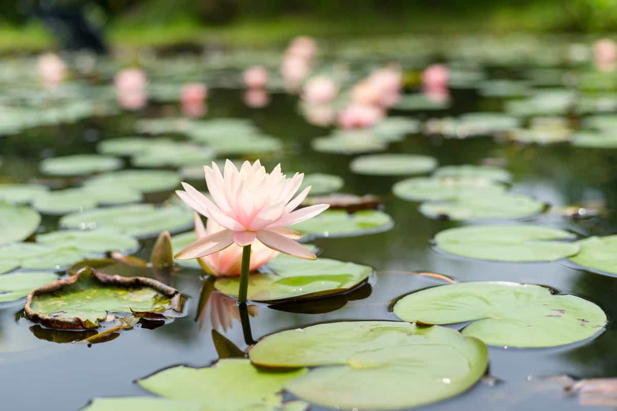 Best Aquatic Flowers: Water Lilies: