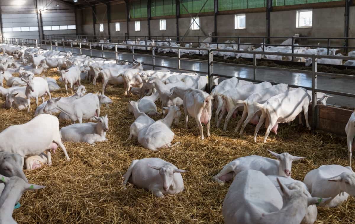 White Goats in A Goat Farm