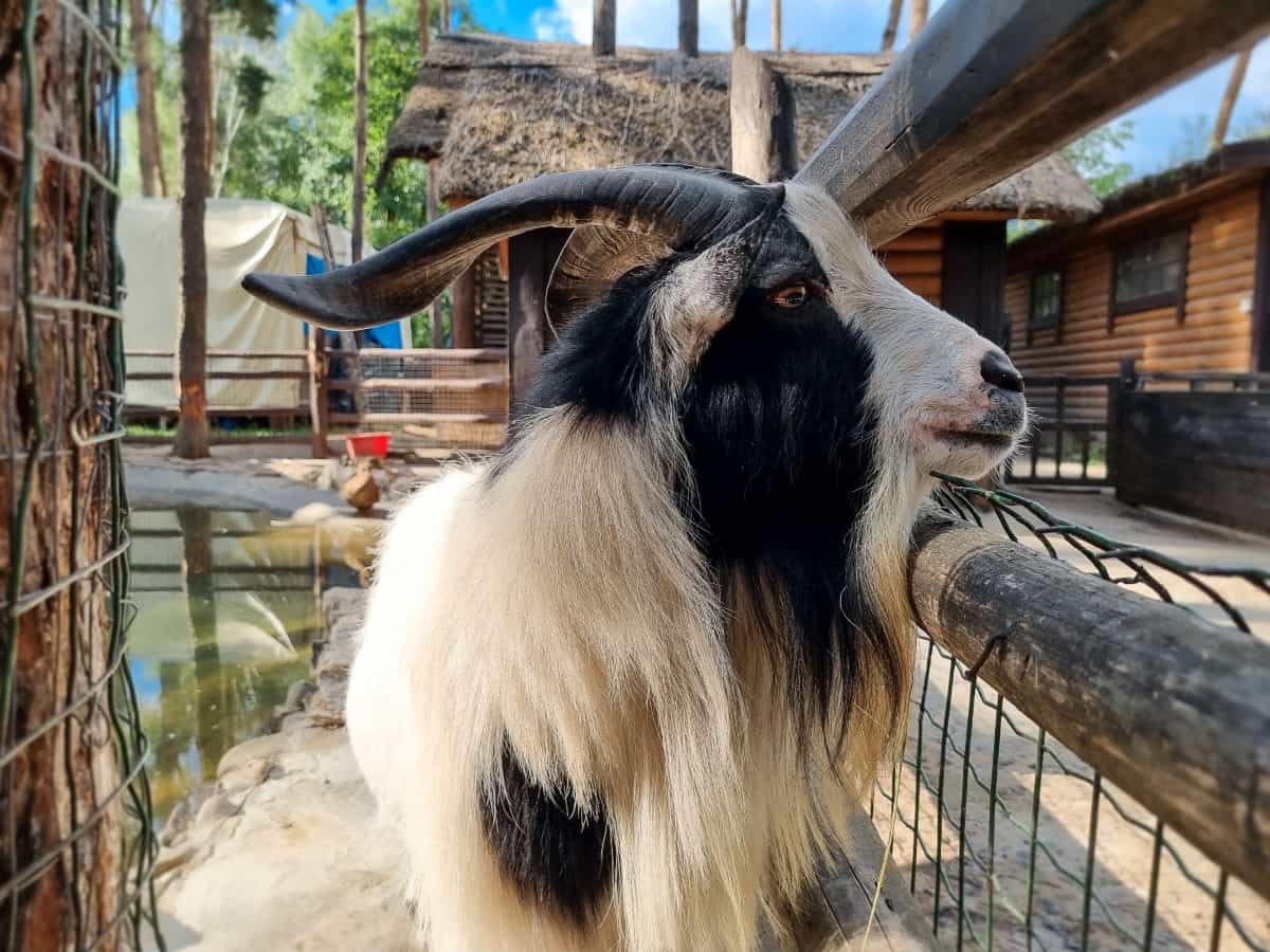 Goat with Long Horns