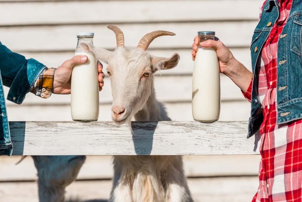 Goat Milk Processing and Products