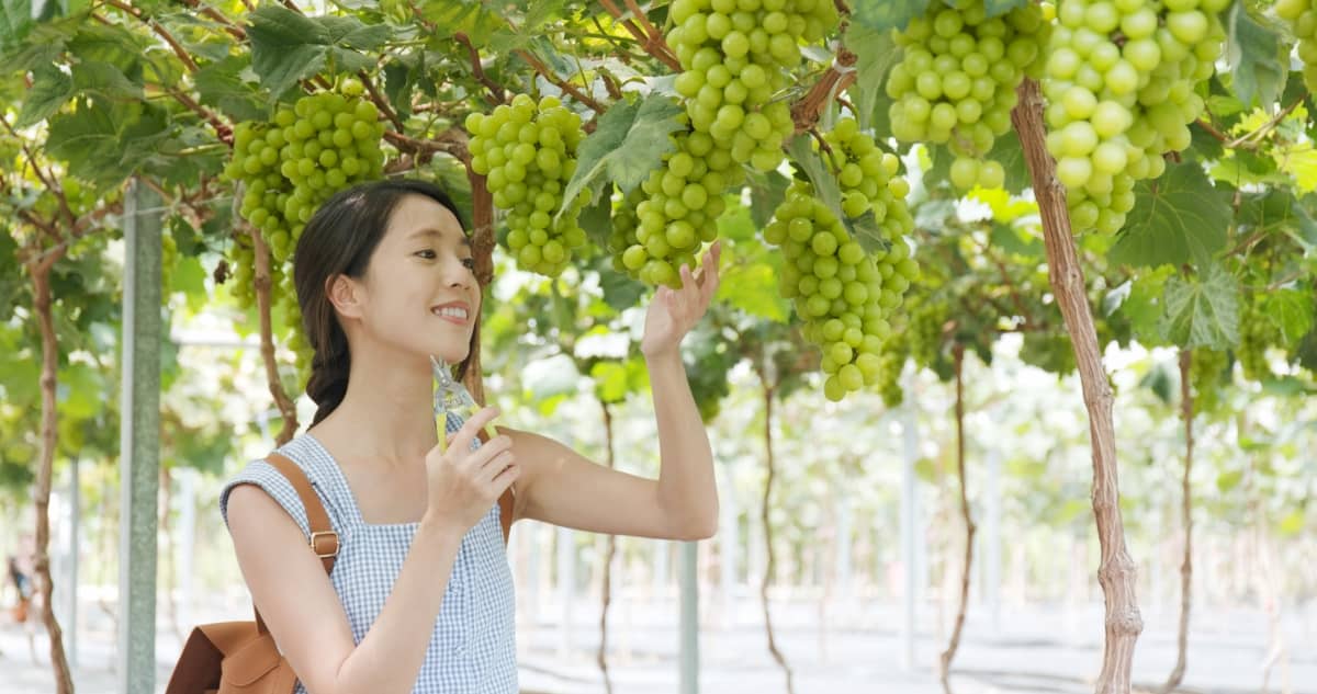 Grape Farming Cost and Profit