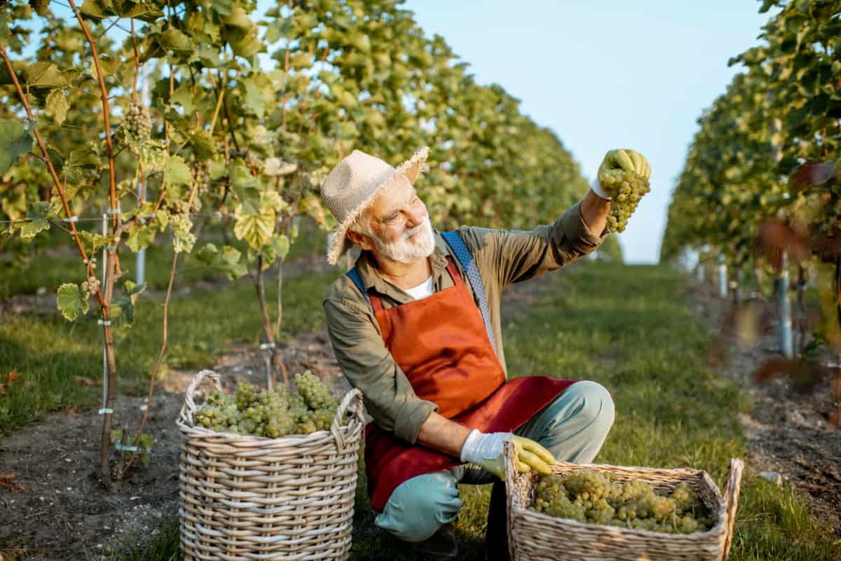 Winemaker with Grapes