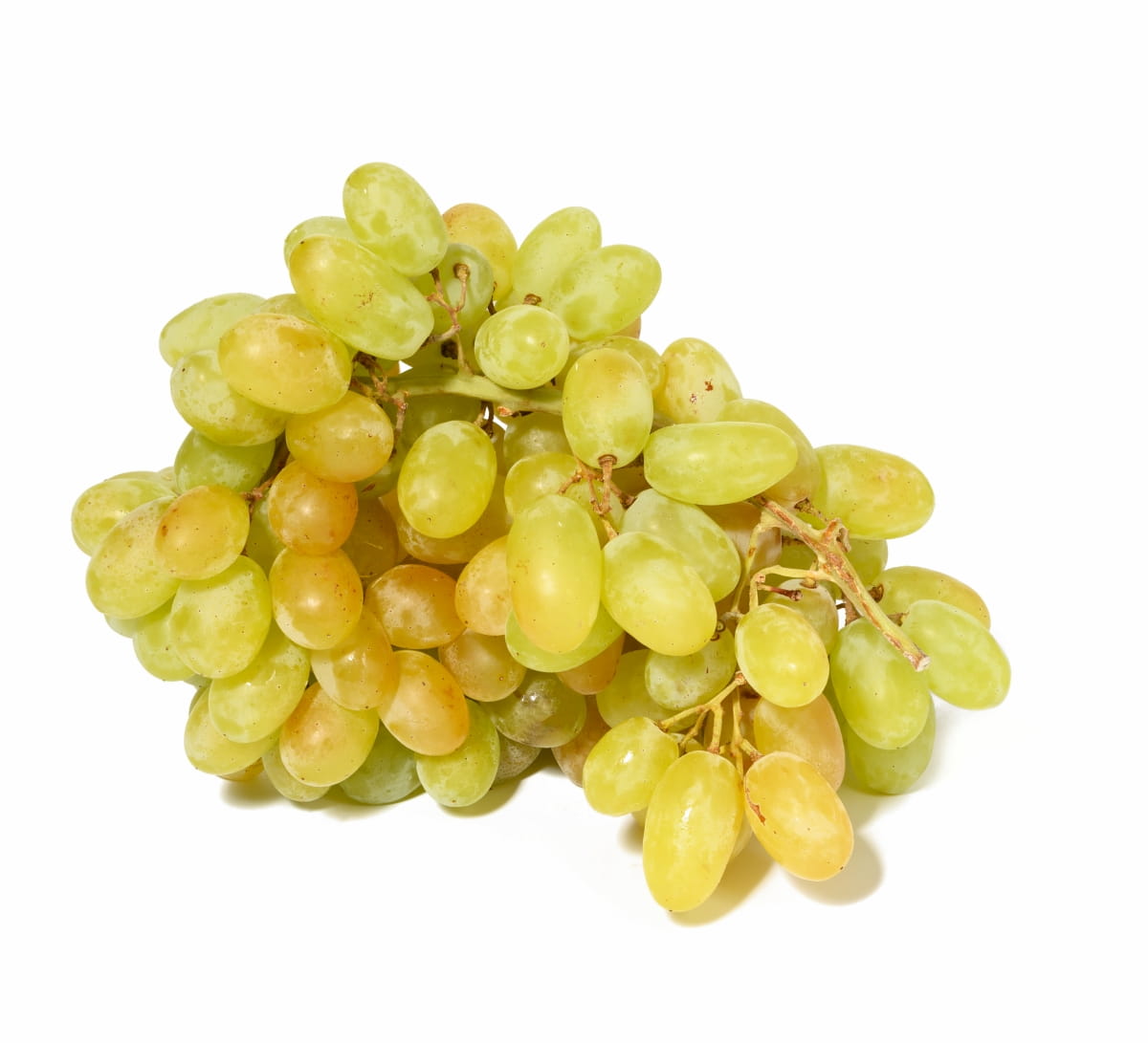Growing Seedless Grapes
