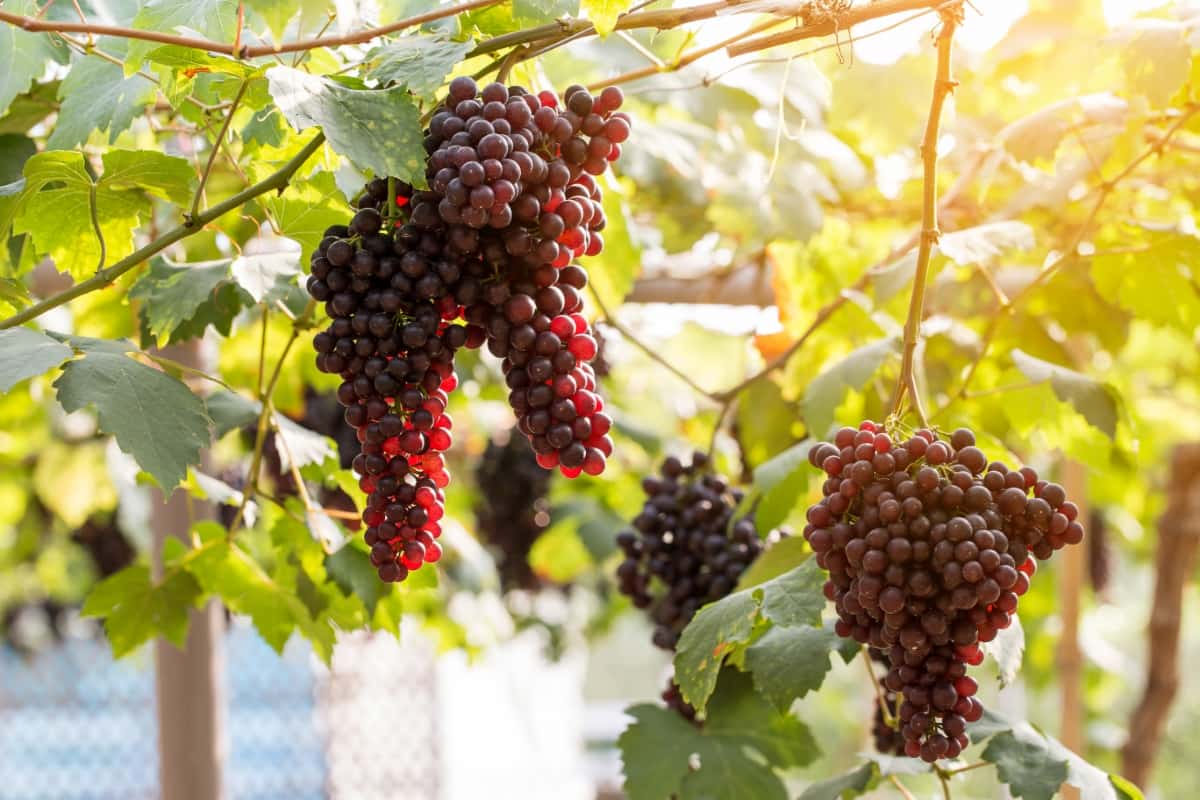 Vine Grapes at Harvest