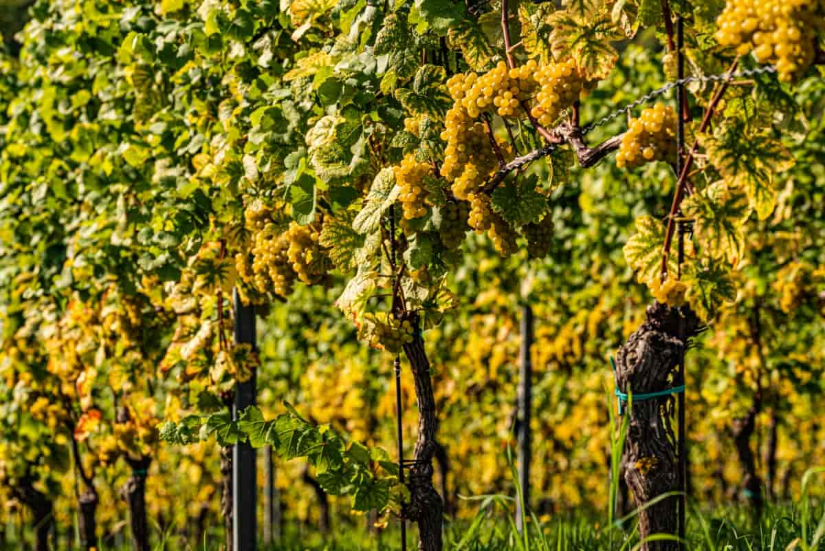 Rows of Vineyard Grape Vines