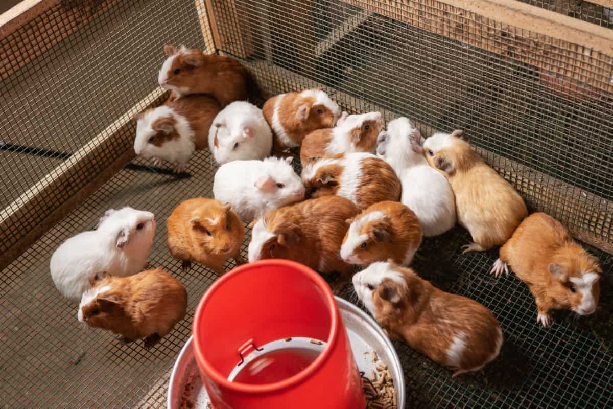 Group of Guinea Pigs
