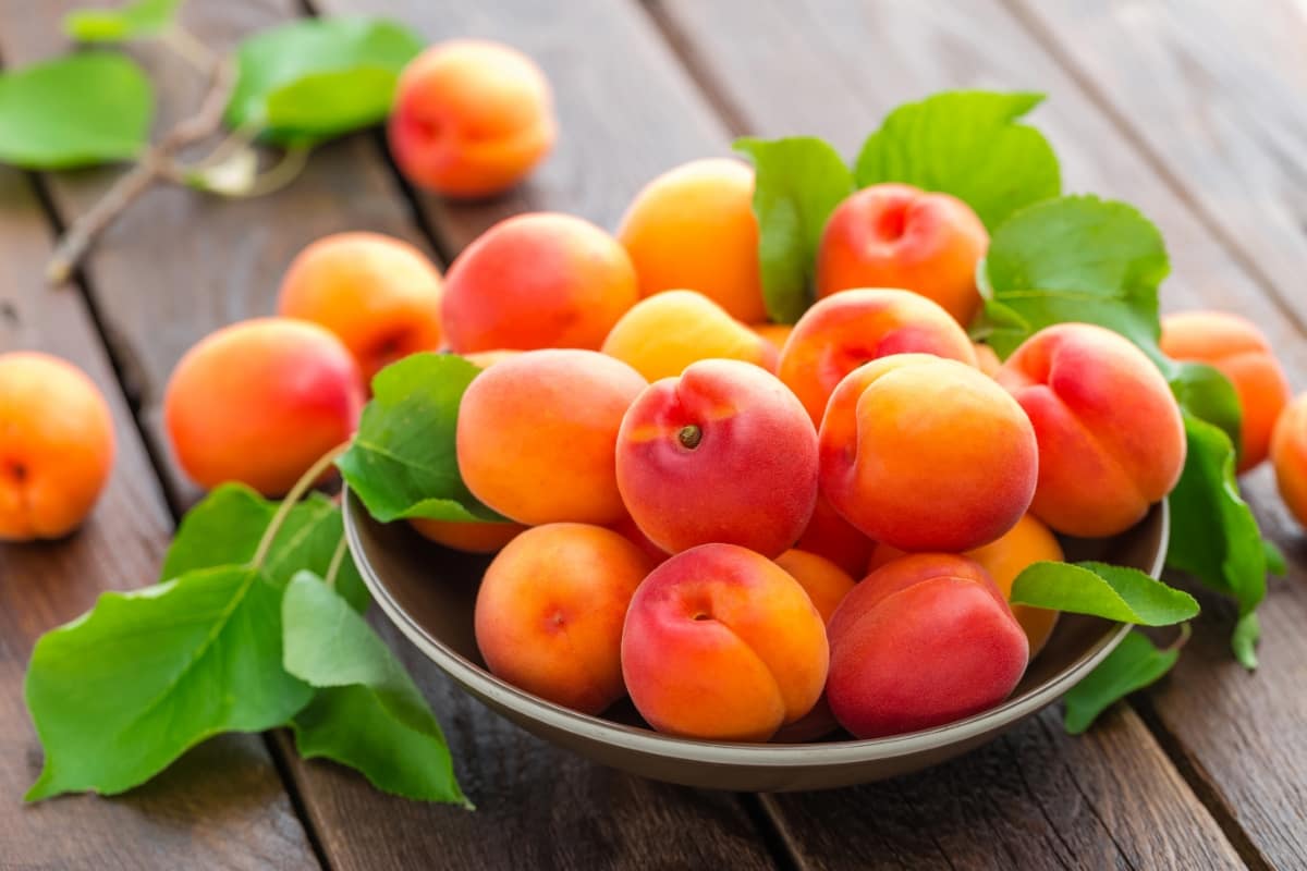 Harvesting Apricots