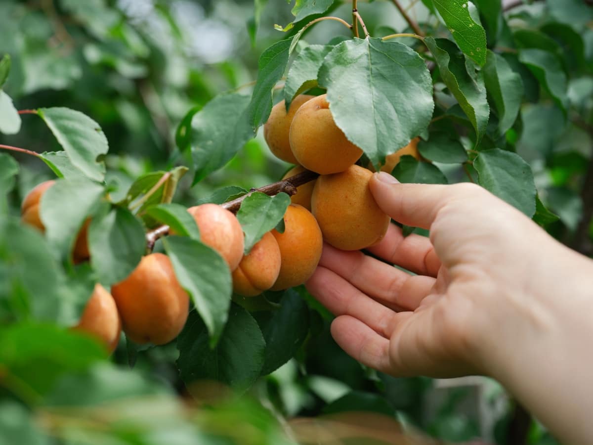 Picking a Ripe Apricot