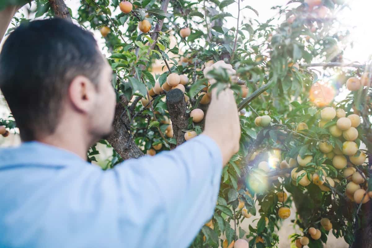 Picking Apricot