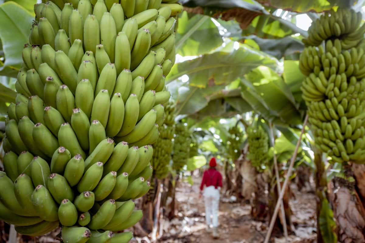 Harvesting and Post-Harvest Handling of Bananas
