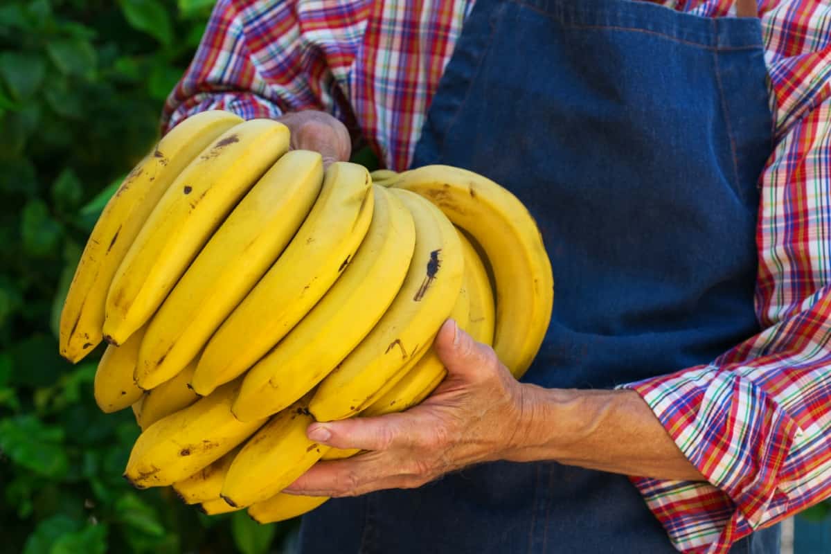 Harvest of Organic Bananas