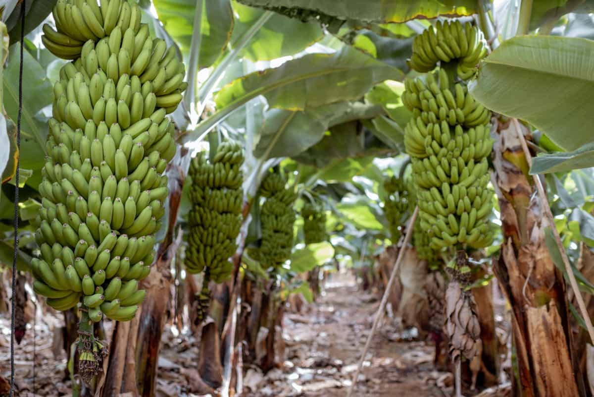 Banana Plantation with Rich Harvest