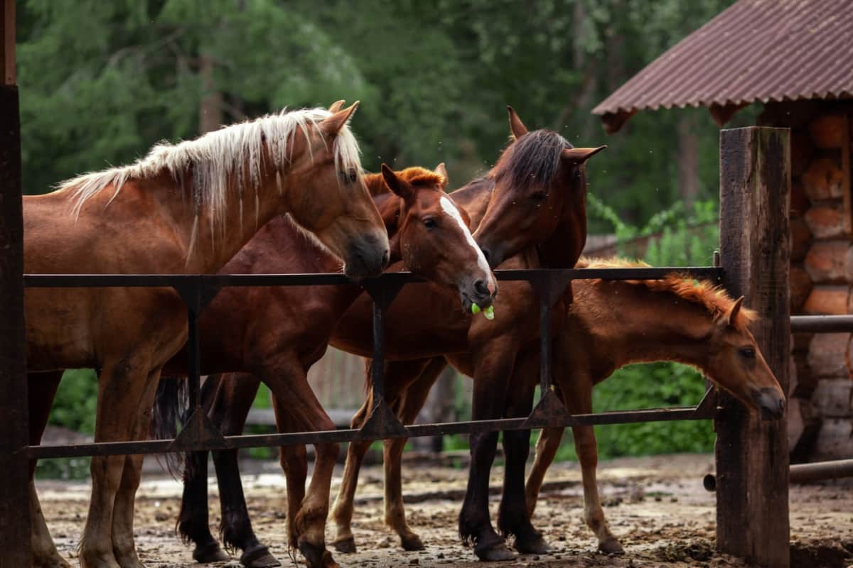 Horse Breeding Project Report