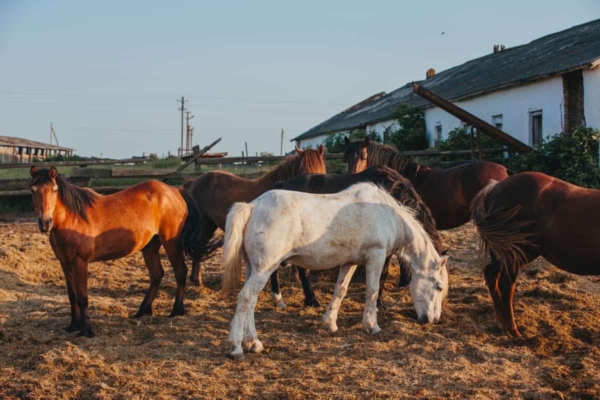 Horses on A Farm
