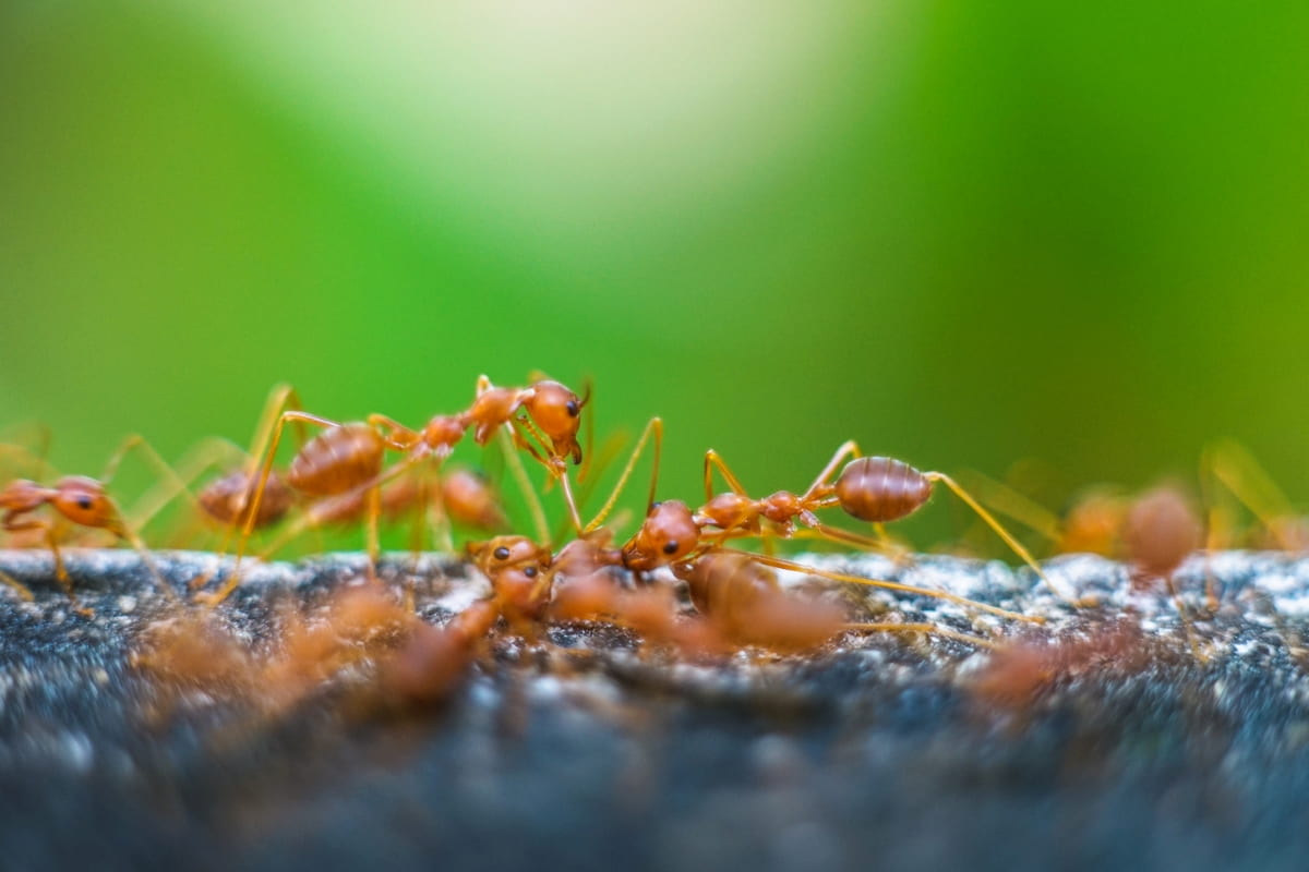 How to Kill and Prevent Fire Ants in Your Lawn
