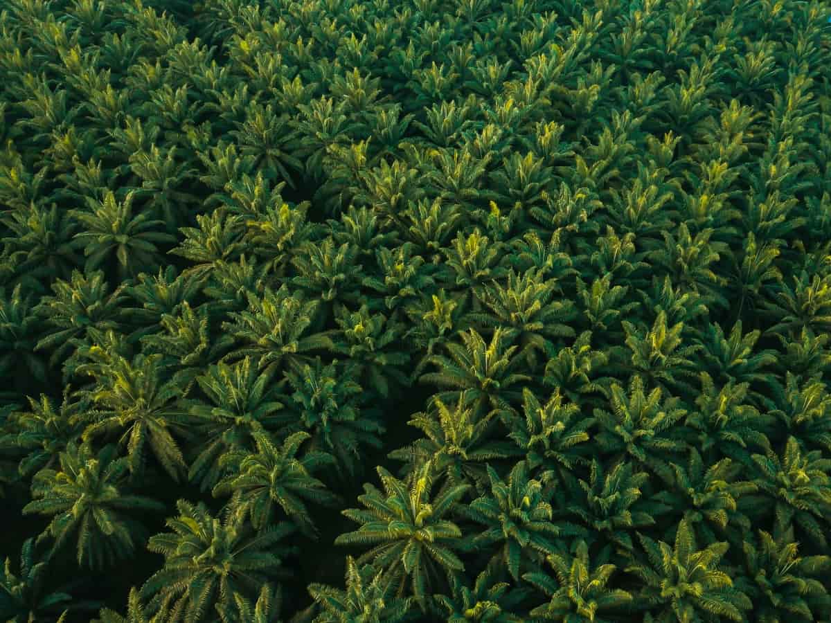 How to Boost Oil Palm Yields