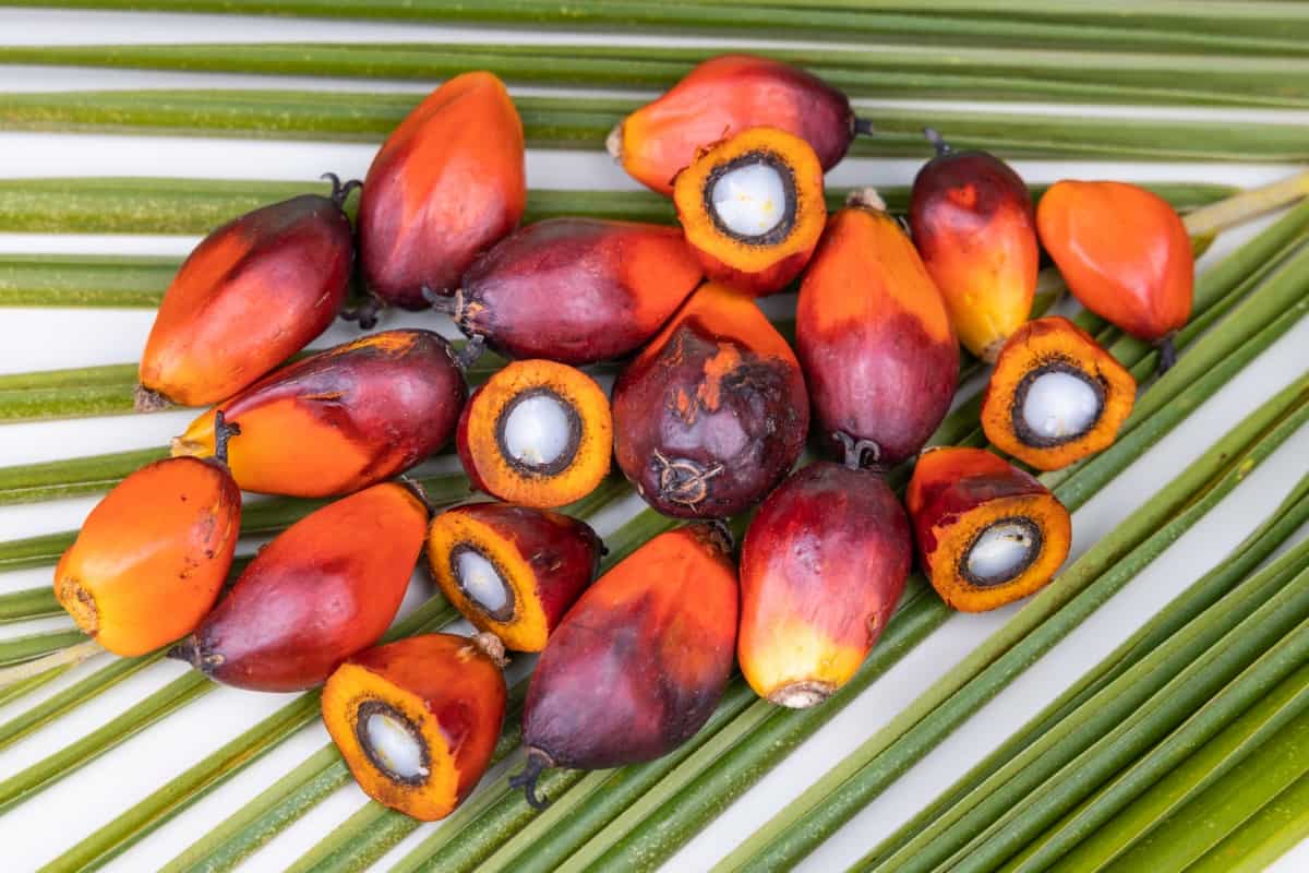 Freshly Harvested Oil Palm Fruits