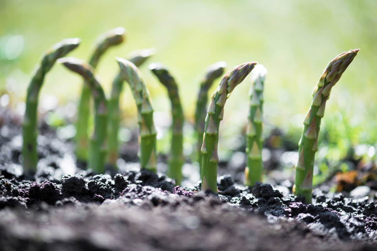 How to Control Asparagus Pests Naturally
