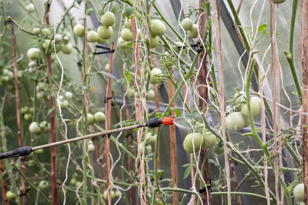 Spraying Green Tomatoes