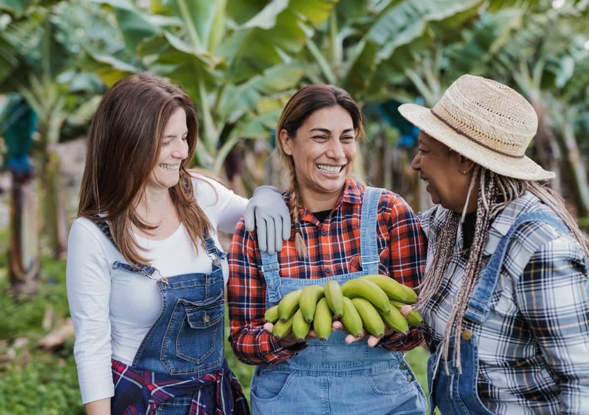 banana farming business plan